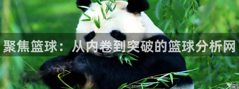 聚焦篮球：从内卷到突破的篮球分析网